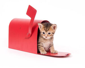 Catmail